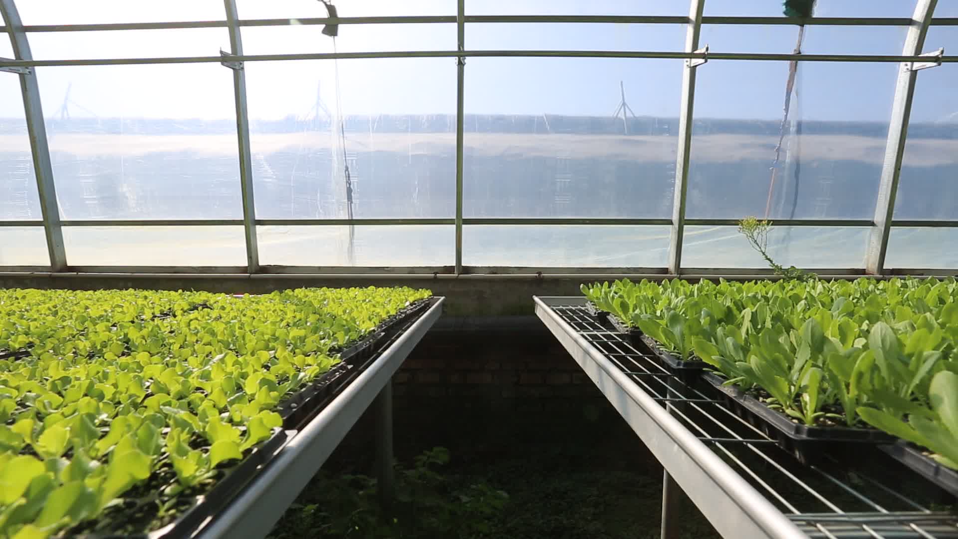 温室大棚水培蔬菜育苗棚视频的预览图