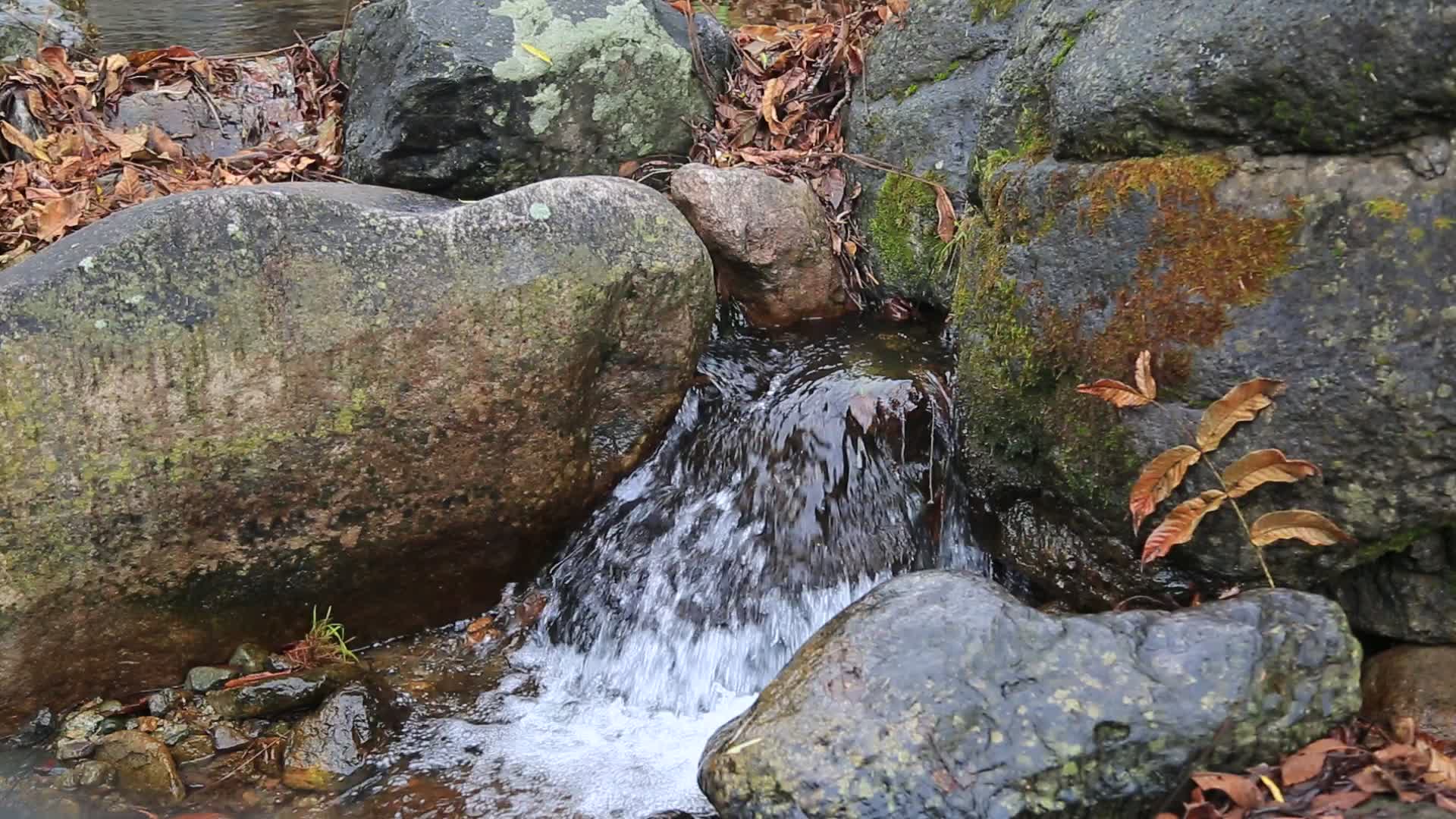 原始森林小溪泉水视频的预览图