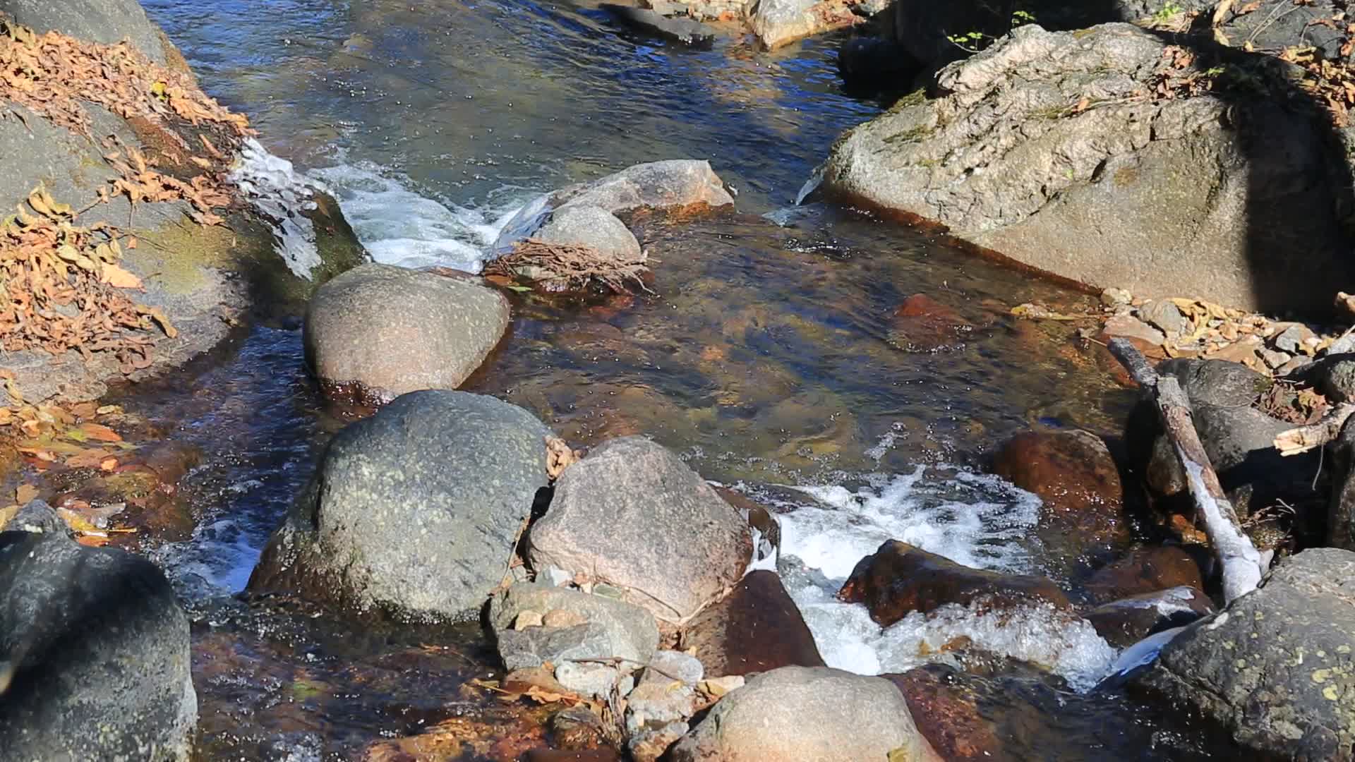 原始森林小溪泉水视频的预览图
