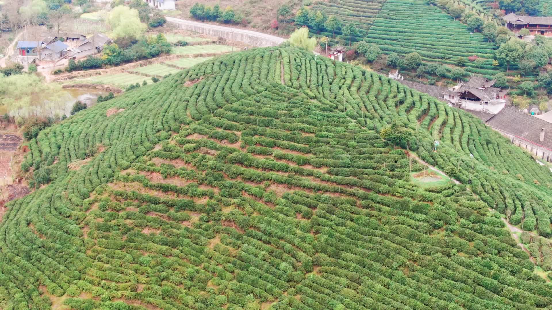 航拍农业种植茶园基地视频的预览图