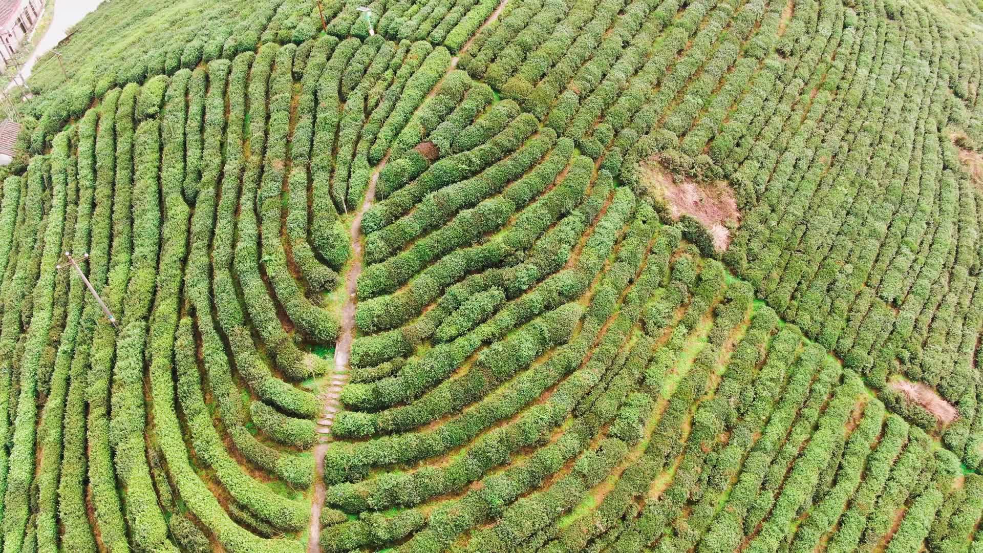 航拍农业种植茶园基地视频的预览图