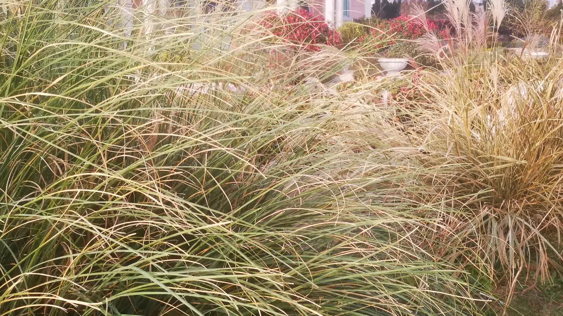实拍芦苇枯草植物视频的预览图