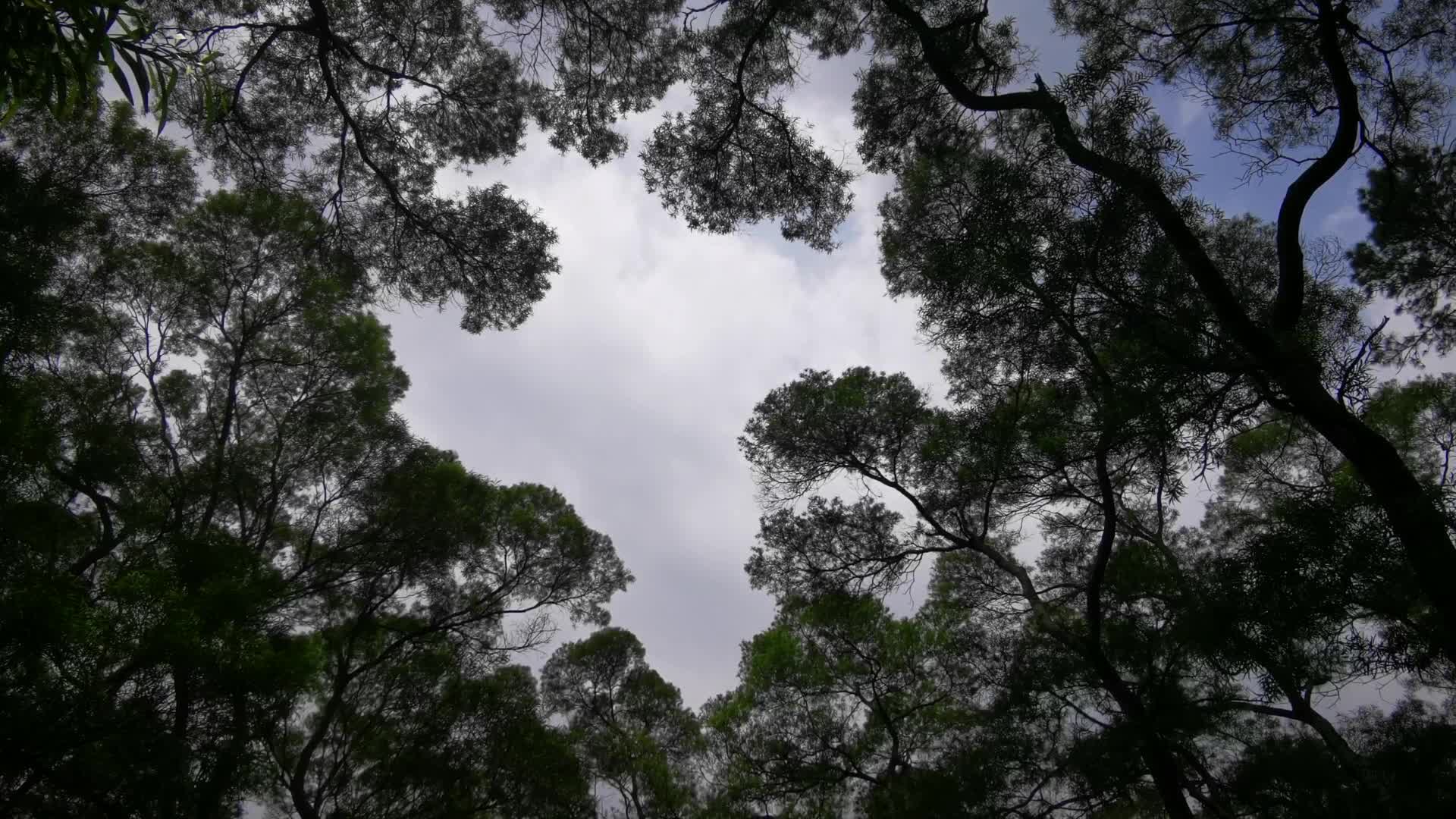 仰拍蓝天风吹树枝树叶视频的预览图
