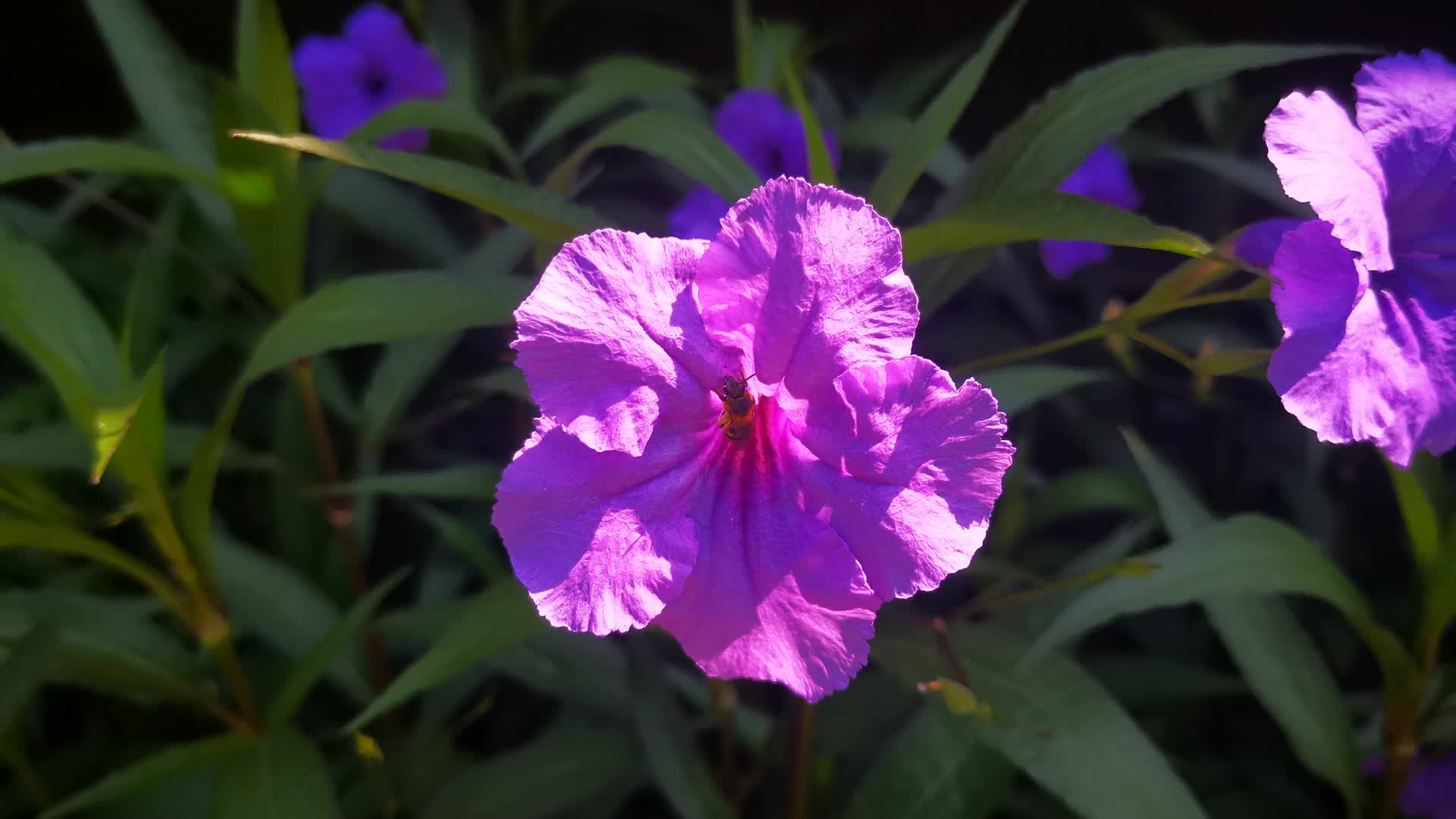 实拍大自然紫色鲜花视频的预览图