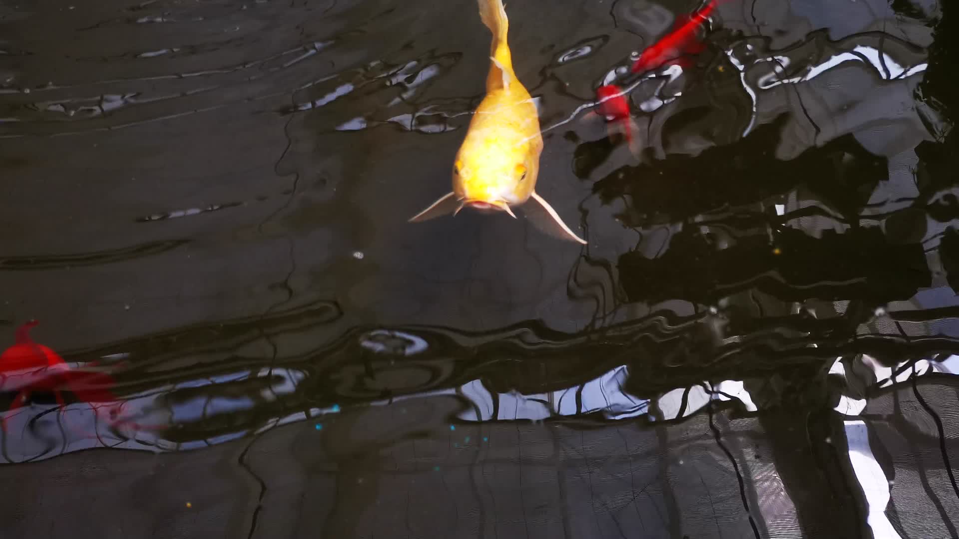 实拍湖中游泳金鱼视频的预览图
