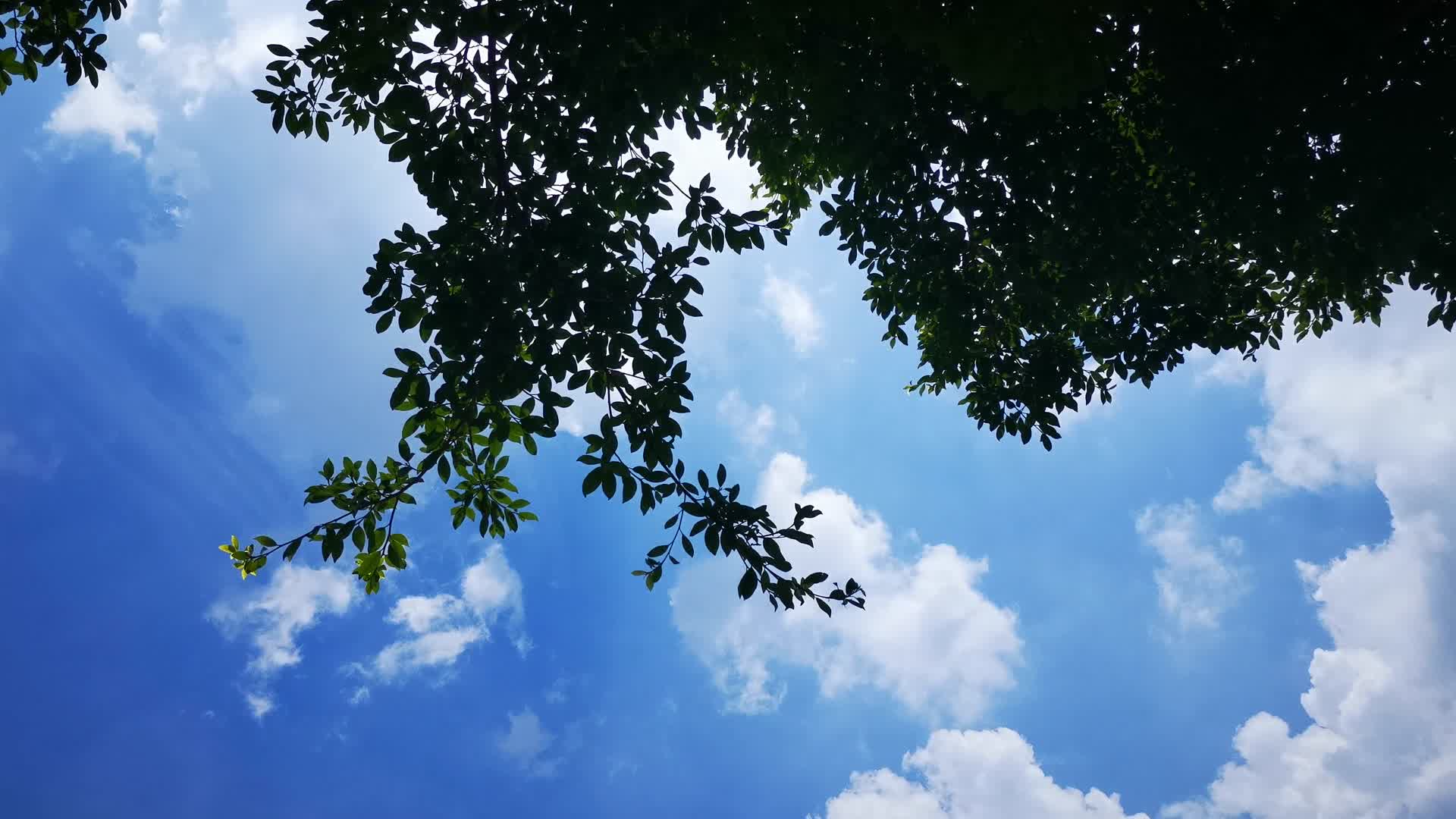 实拍蓝天树枝树叶视频的预览图