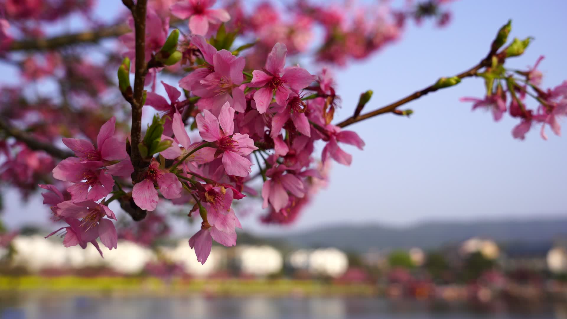 春天百花齐放樱花盛开视频的预览图
