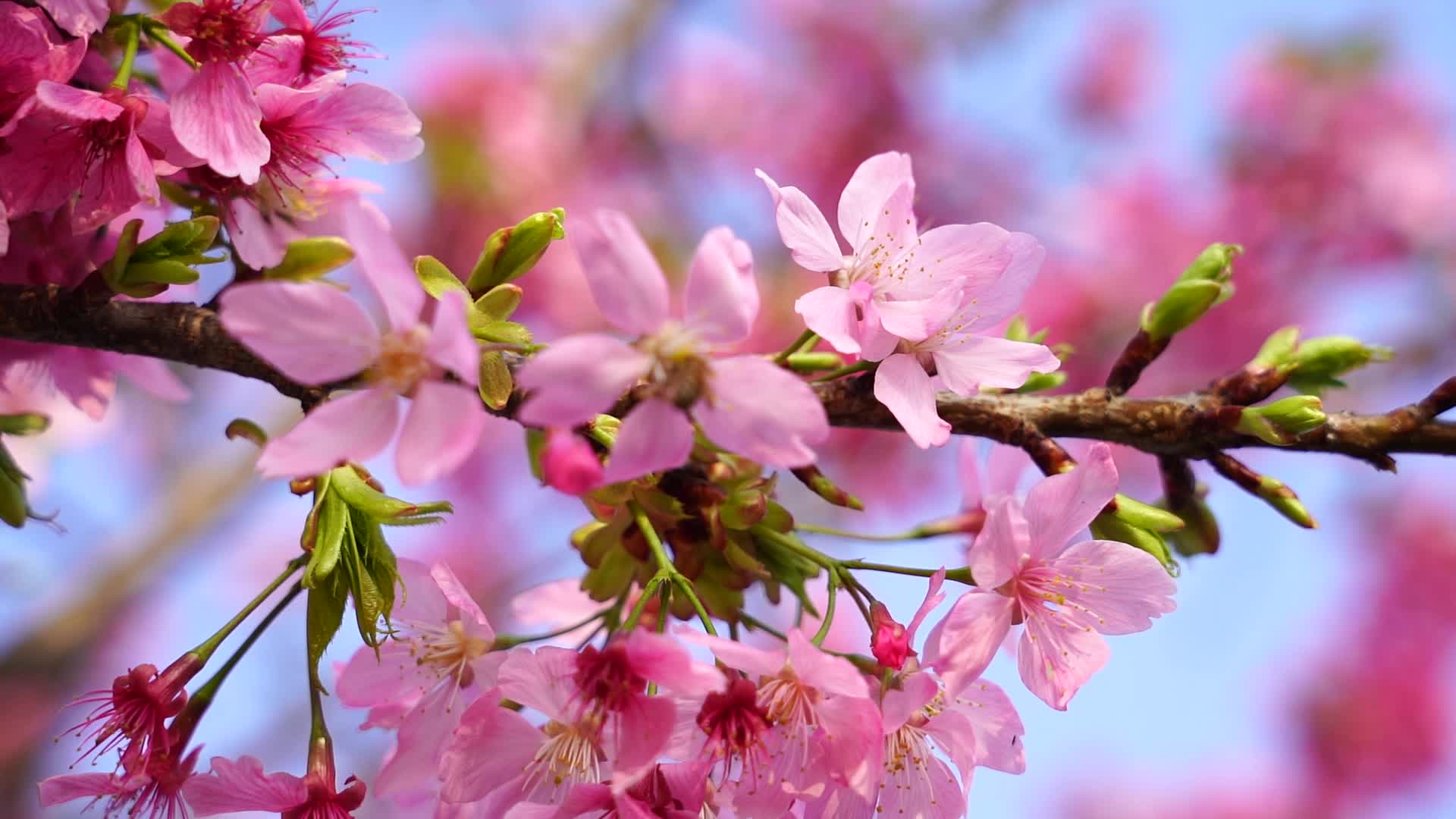 春天百花齐放樱花盛开视频的预览图