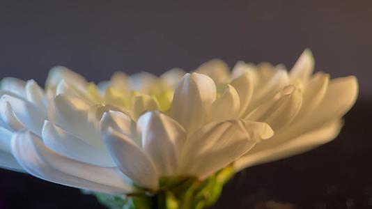 盛开的鲜花祭祀白菊花视频的预览图