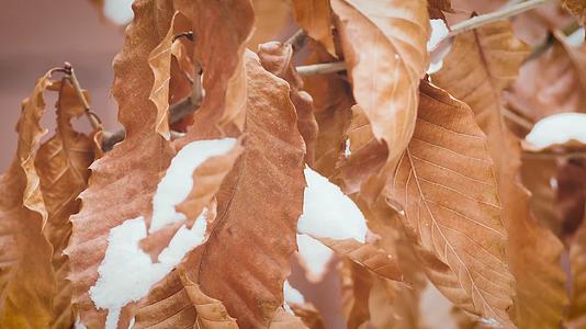冬天秋天4K实拍植物冬雪枯叶小清新自媒体视频的预览图