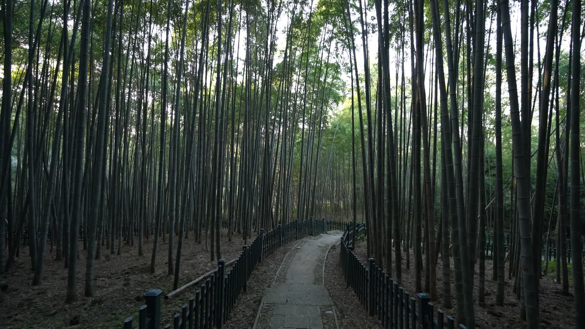 浙江杭州西湖景区杭州植物园4K视频视频的预览图