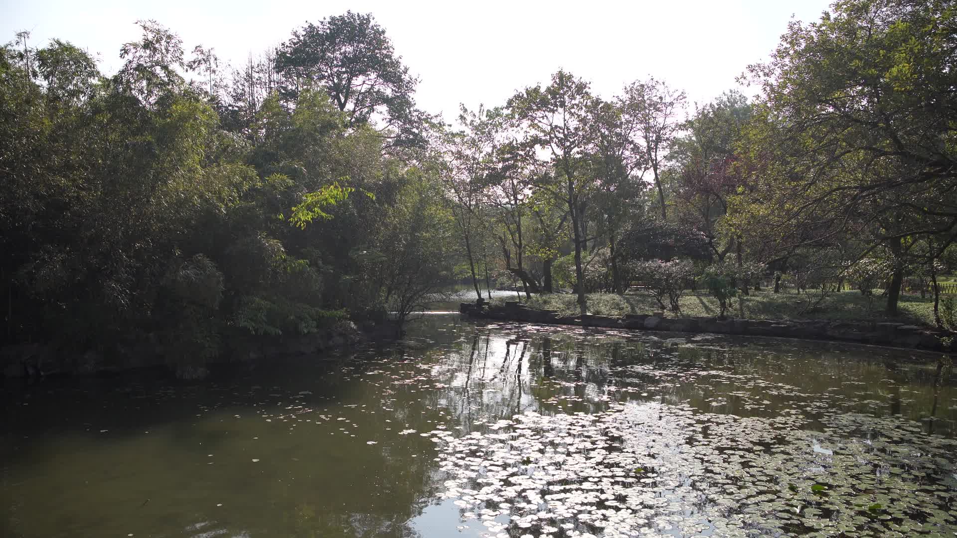 浙江杭州西湖景区花港观鱼4K视频视频的预览图