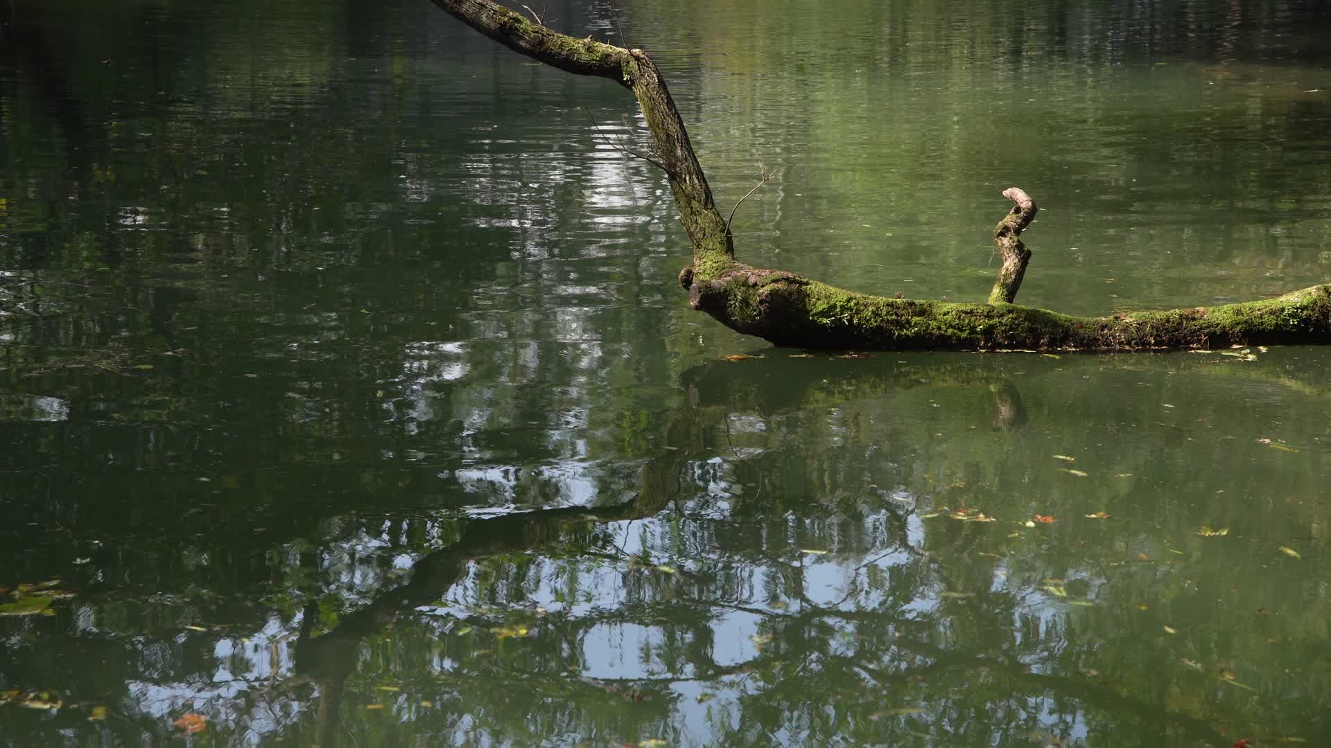 浙江杭州西湖景区红栎山庄4K视频视频的预览图