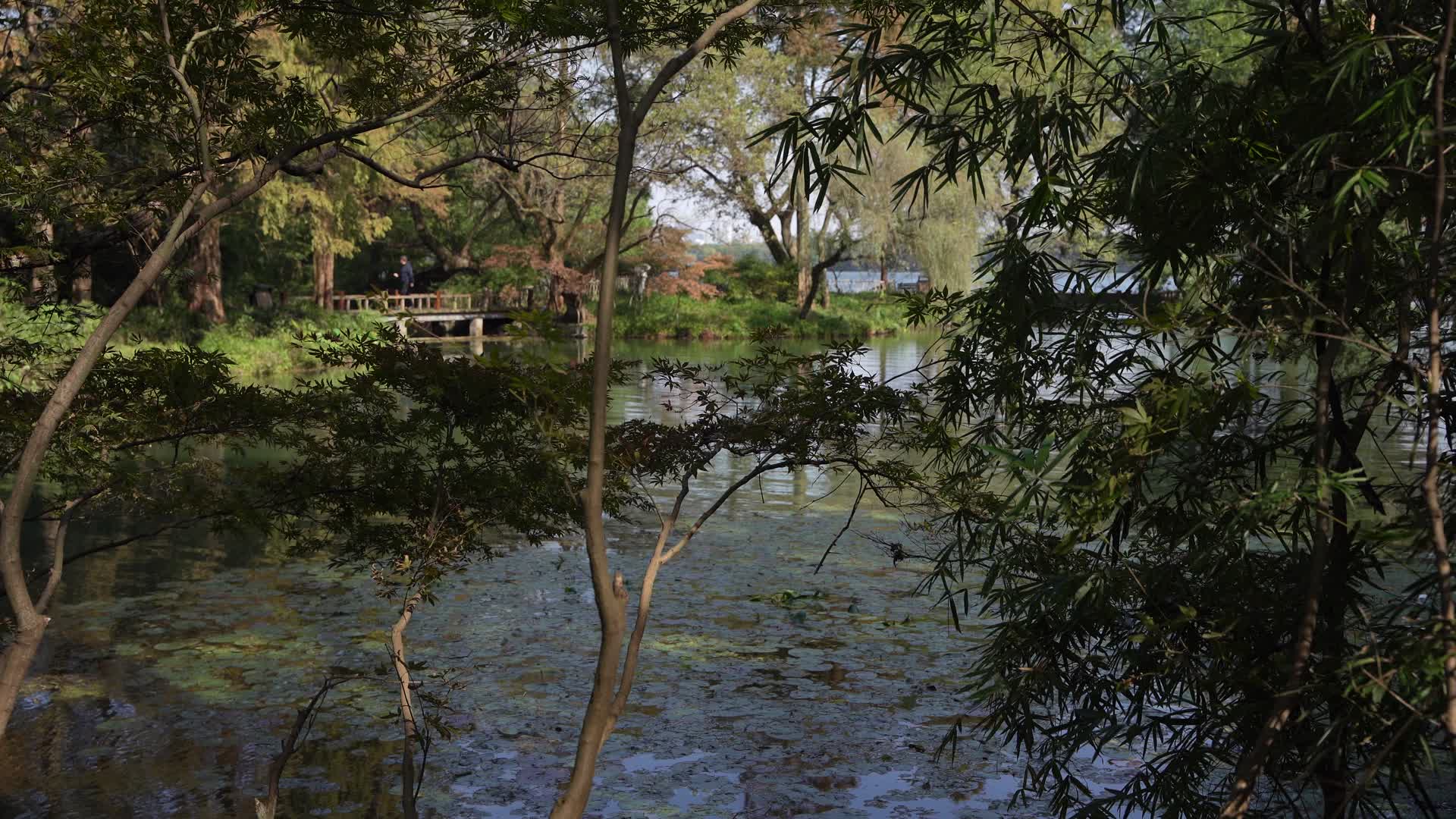 浙江杭州西湖景区九溪4K视频视频的预览图