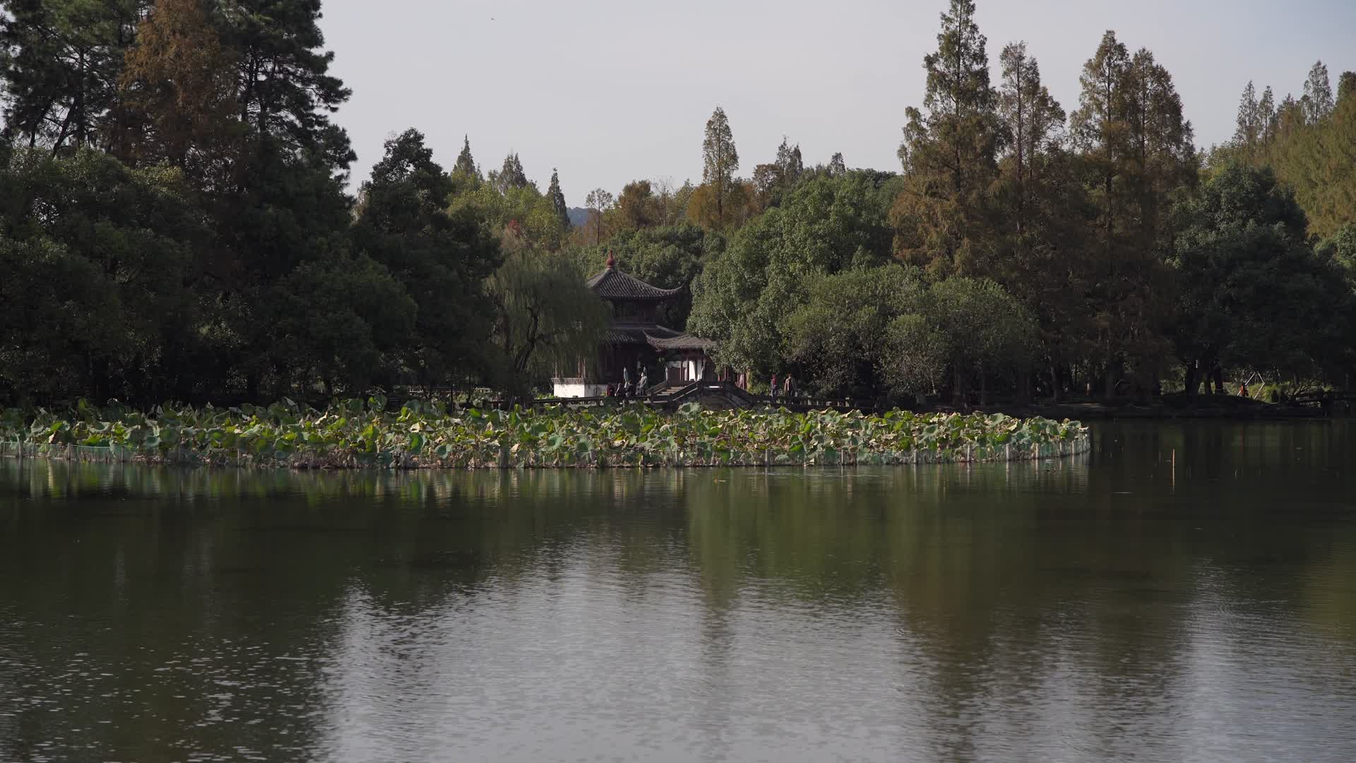 浙江杭州西湖景区曲院风荷4K视频视频的预览图