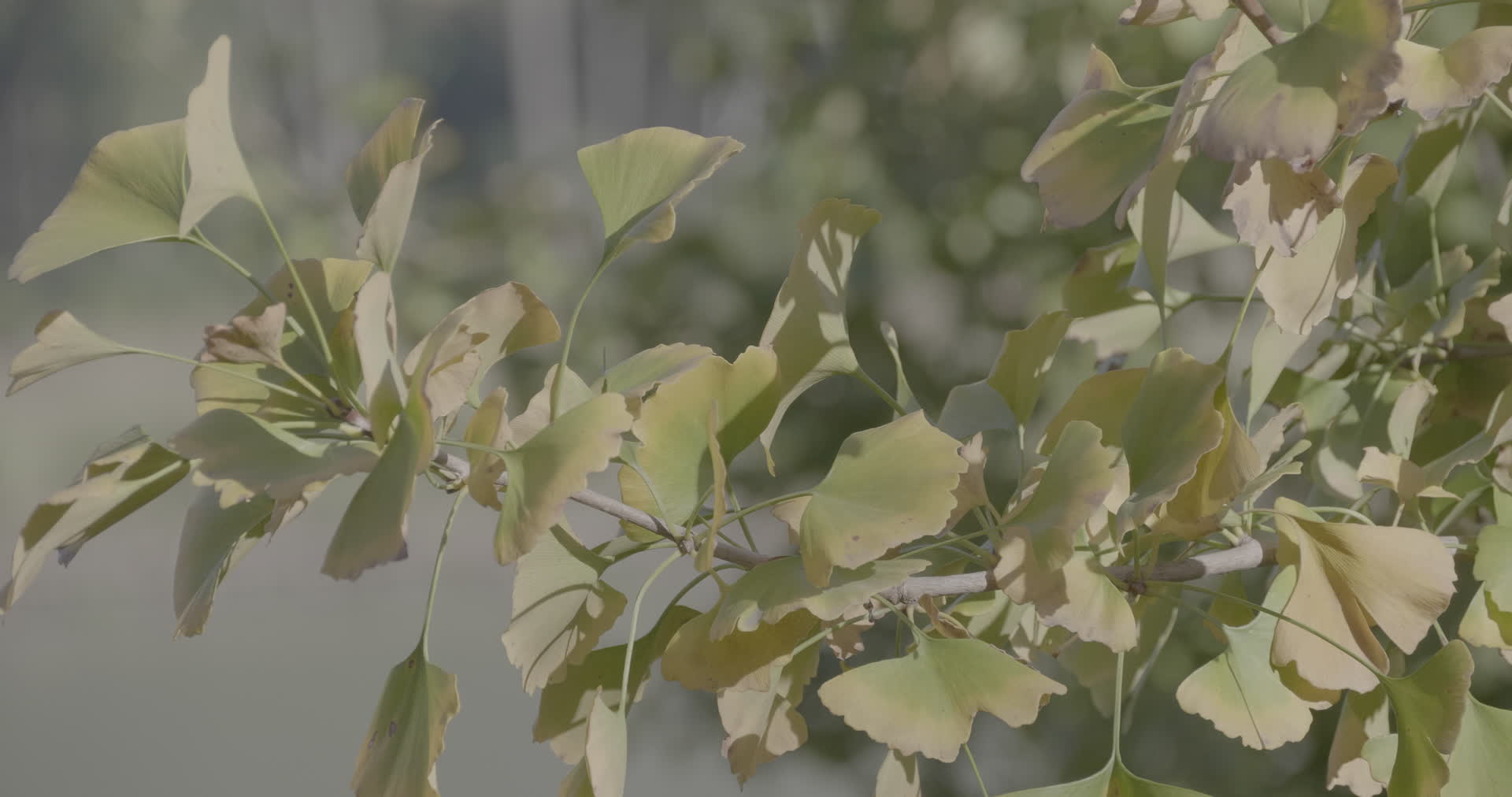 银杏树树叶4K实拍视频视频的预览图