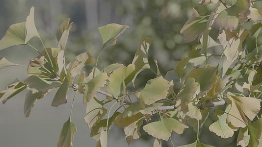 银杏树树叶4K实拍视频视频的预览图