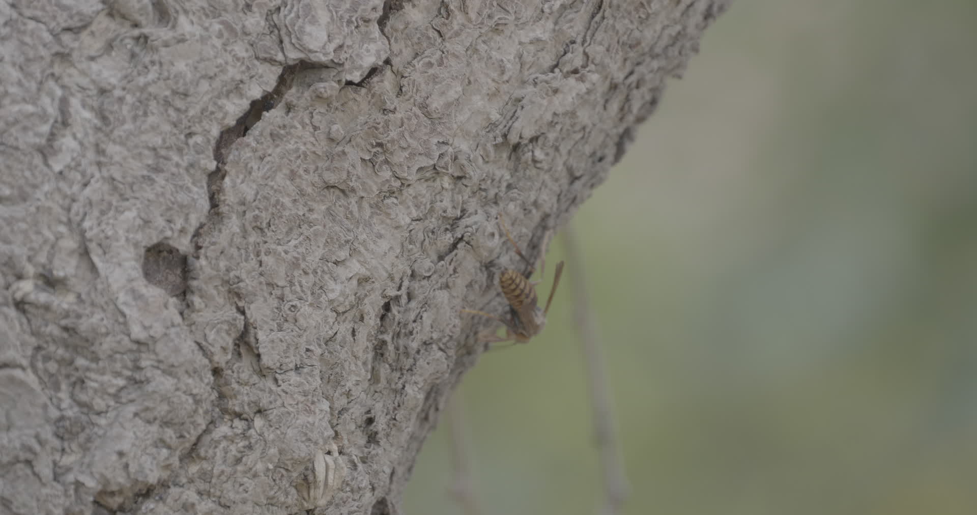 树上马蜂正面4K实拍视频视频的预览图