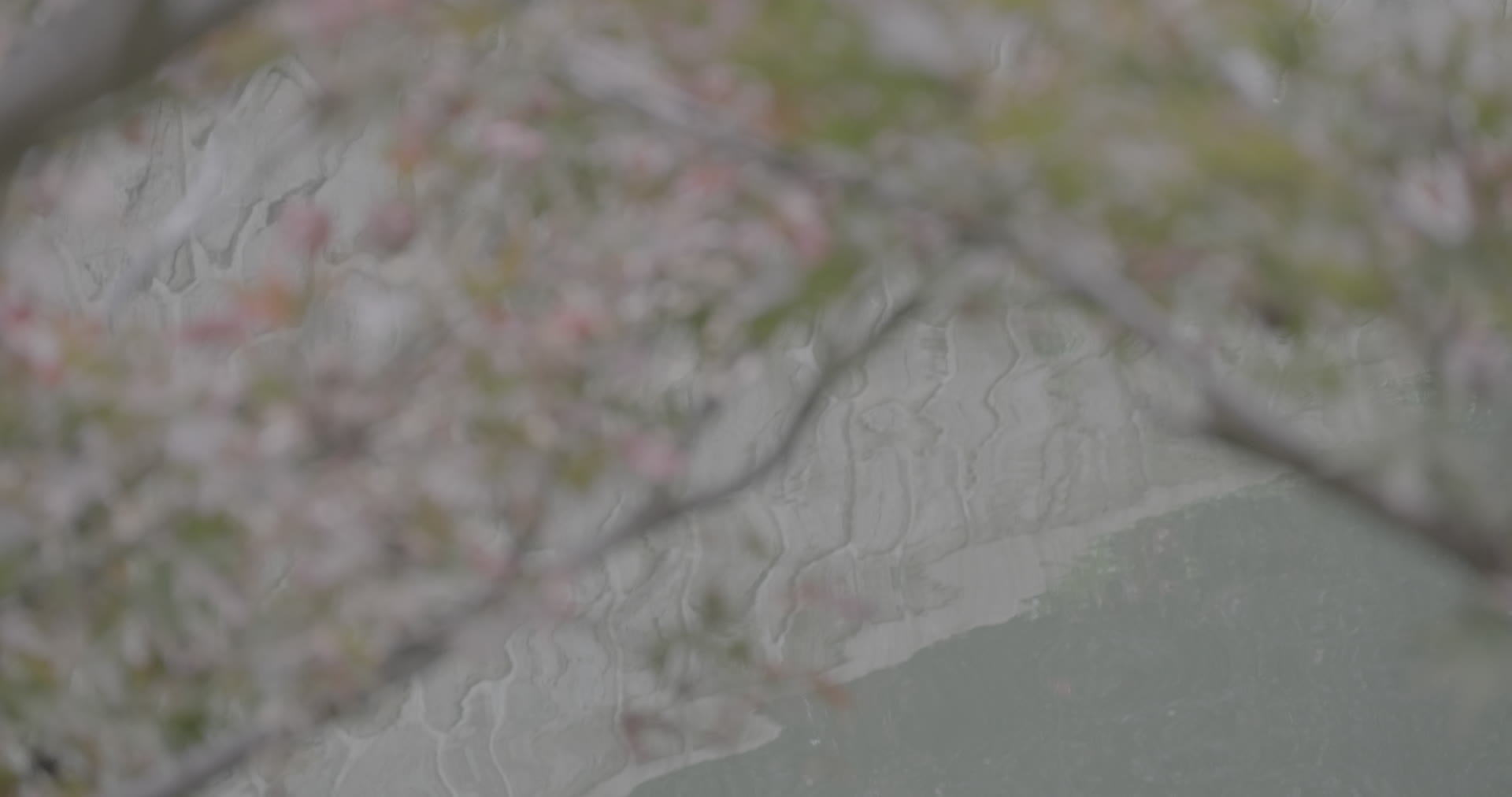 春天绿植开花倒影河流4K实拍视频视频的预览图