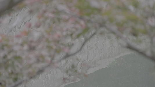 春天绿植开花倒影河流4K实拍视频视频的预览图