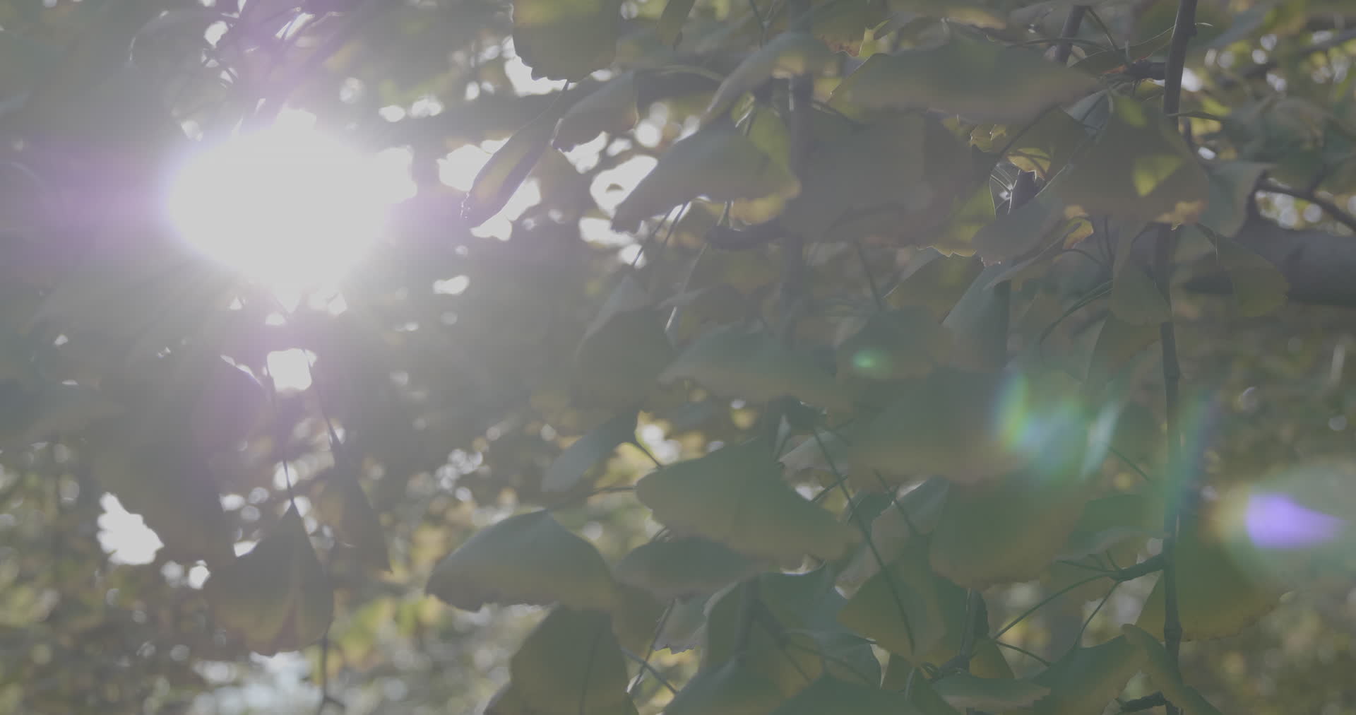 银杏树树叶太阳耀斑4K实拍视频视频的预览图