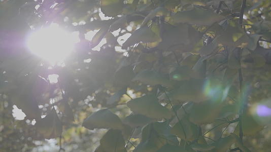 银杏树树叶太阳耀斑4K实拍视频视频的预览图