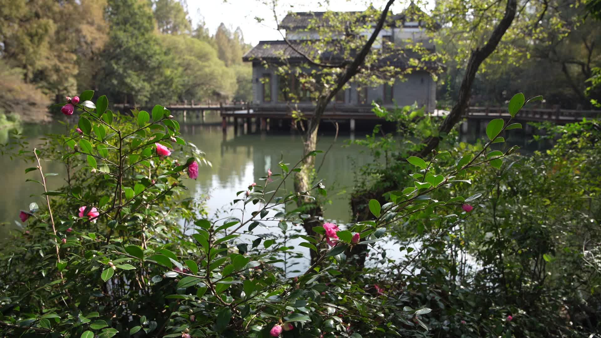 浙江杭州西湖景区杨公堤4K风景视频视频的预览图