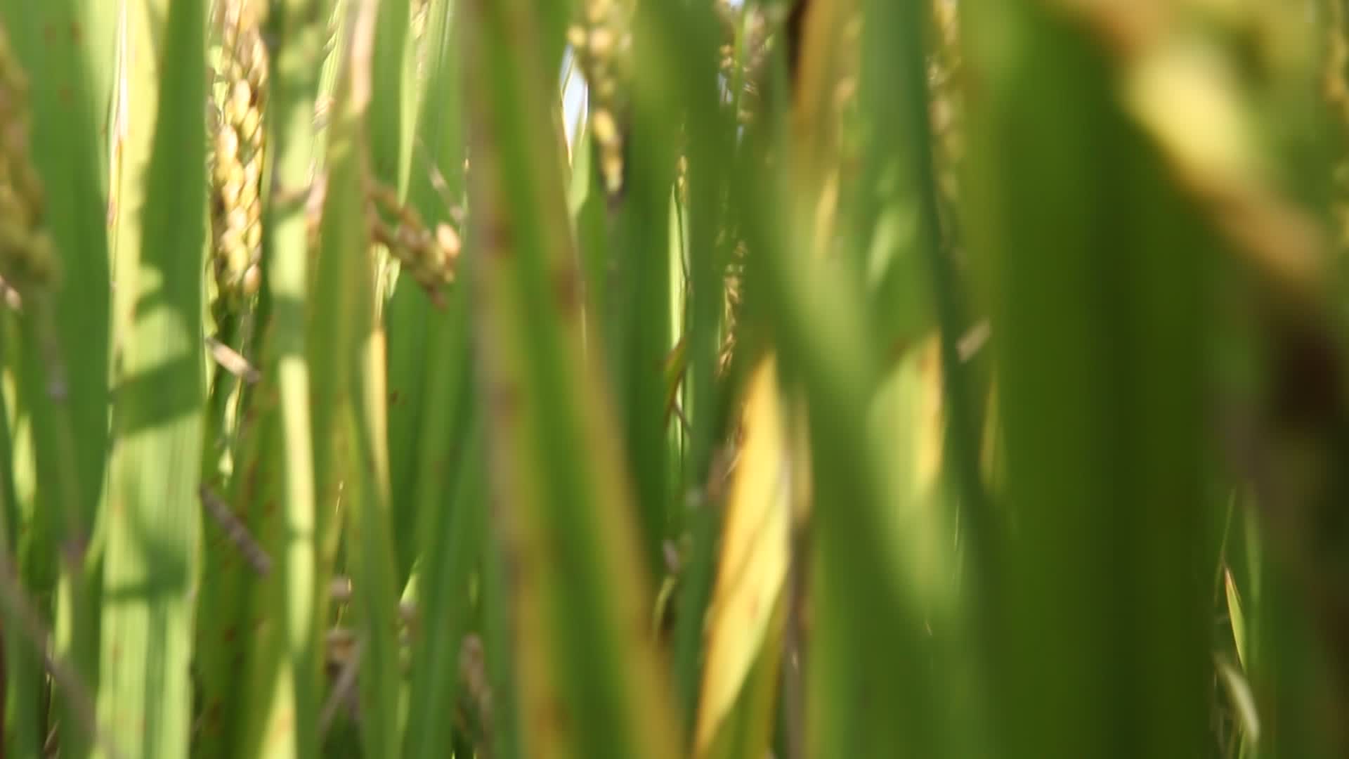 高清水稻视频视频的预览图