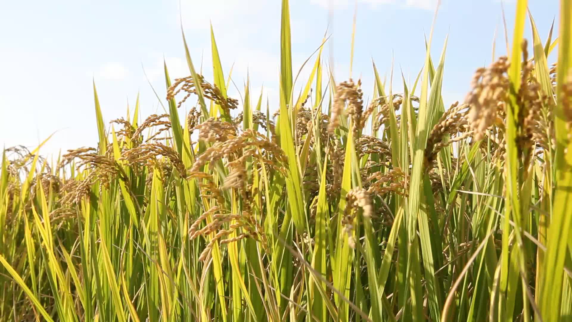 高清水稻视频视频的预览图