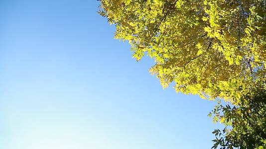 天空树木蓝天树叶风和日丽视频的预览图