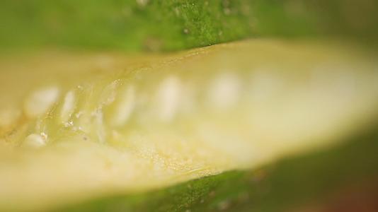蔬菜黄瓜籽黄瓜种子大头黄瓜视频的预览图