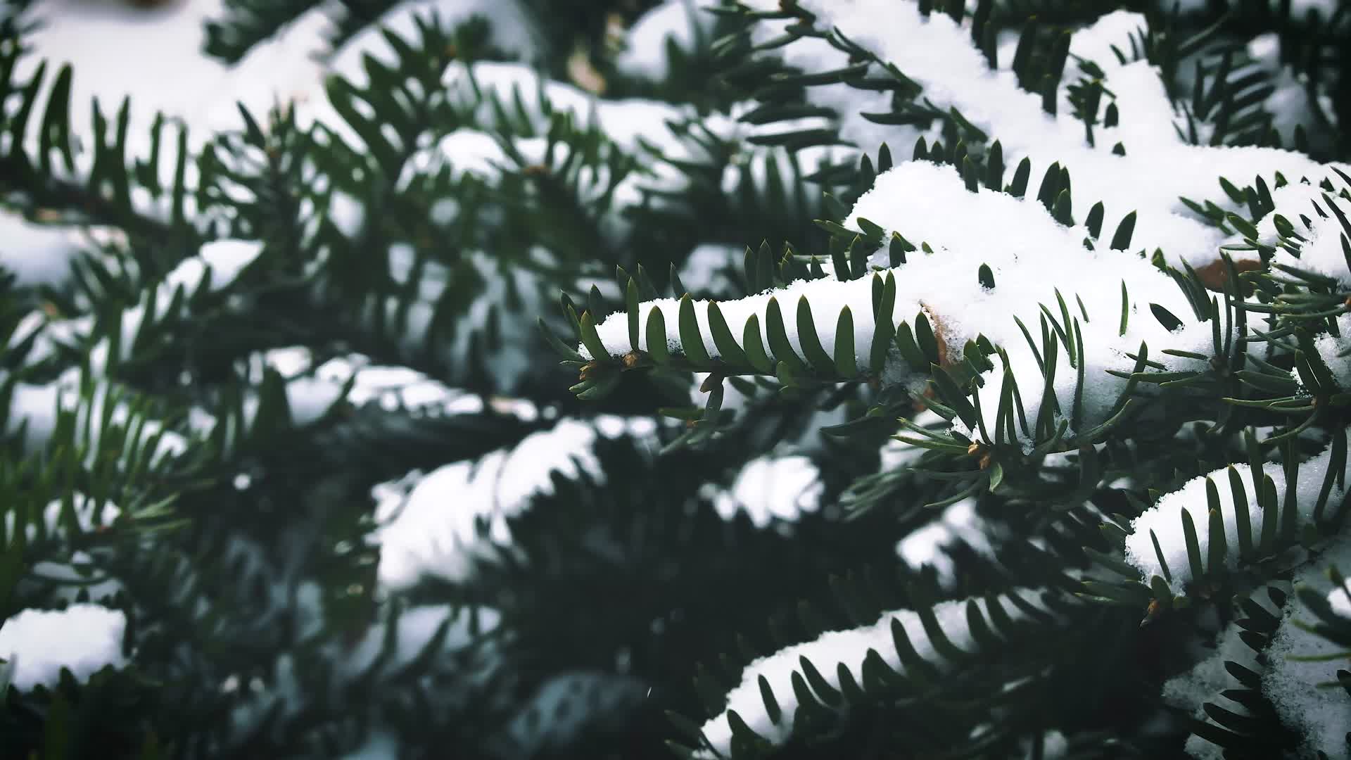 下雪雪花绿化带小区植被雨雪冬天小景视频的预览图