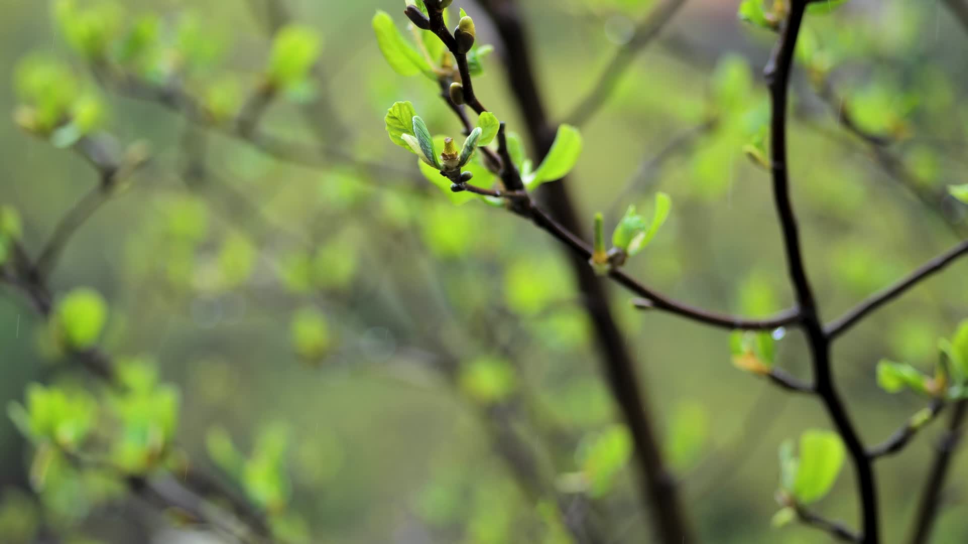 春天雨中嫩芽视频的预览图