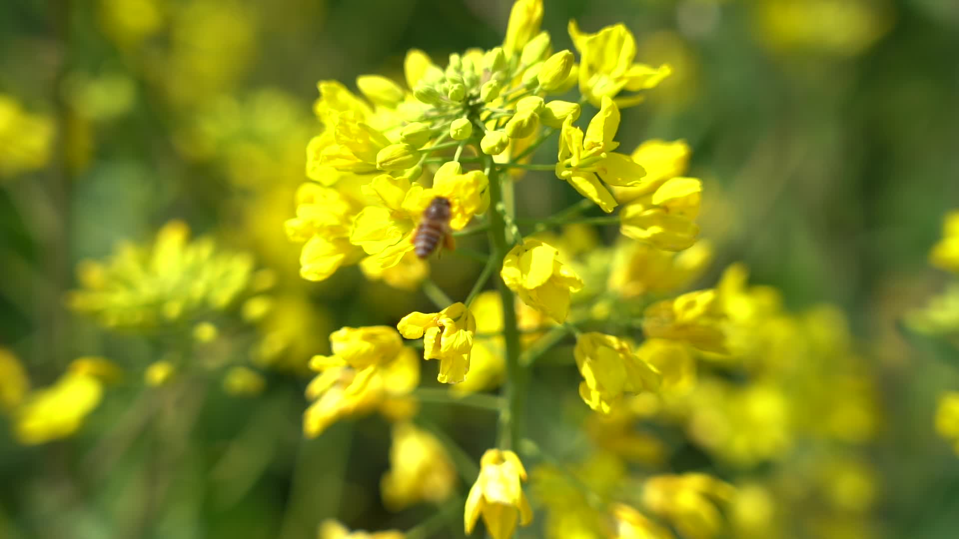 唯美油菜花开蜜蜂采蜜视频的预览图