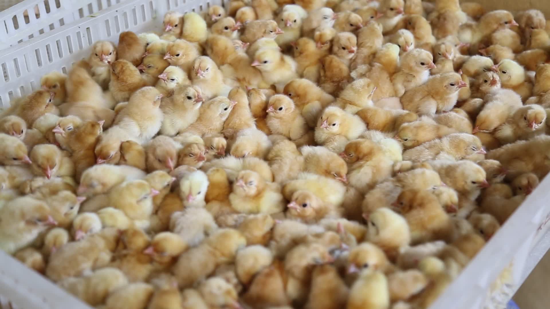 高清实拍孵化小鸡鸡苗视频的预览图