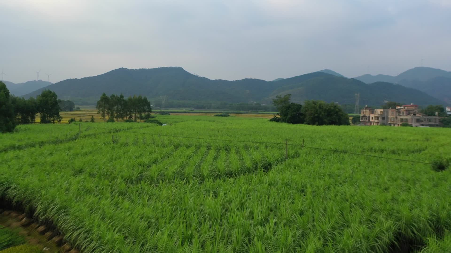 实拍航拍农村黑皮甘蔗种植视频的预览图
