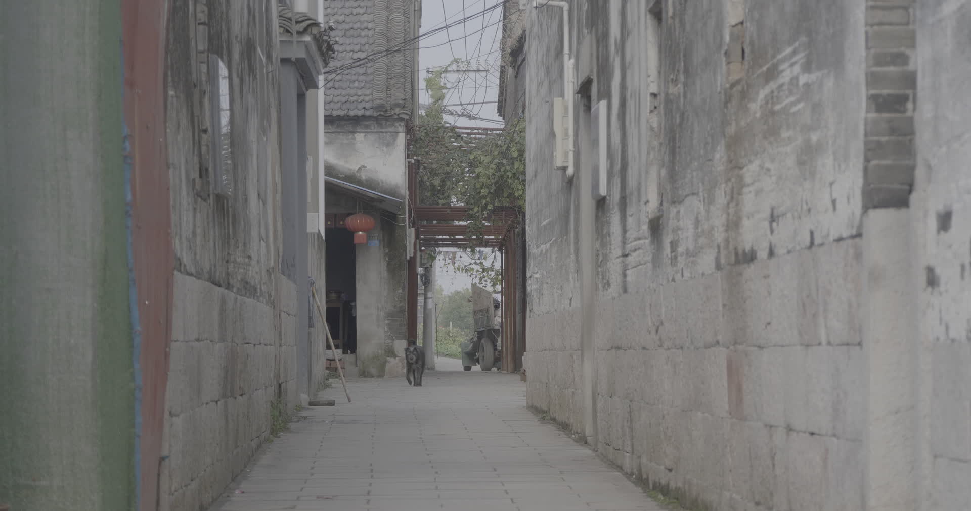 南京江宁杨柳村古建筑群巷子小狗动物4K实拍视频视频的预览图
