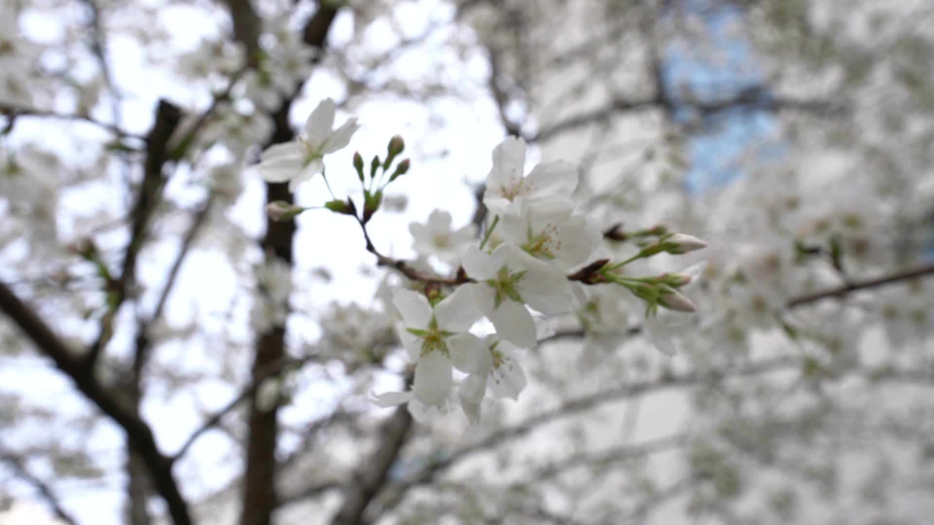 湖北武汉园博园园林4K风景视频视频的预览图