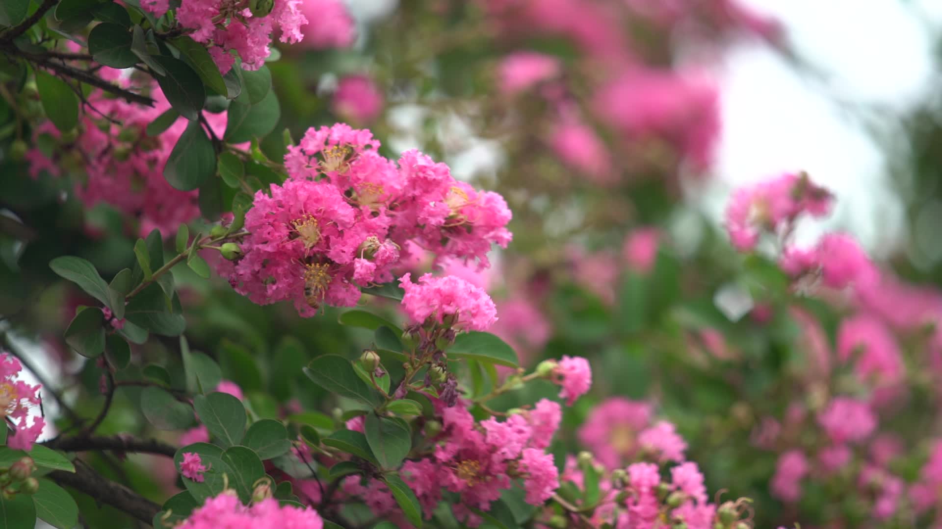 高清特写鲜艳花朵花卉紫薇花蜜蜂采蜜视频的预览图