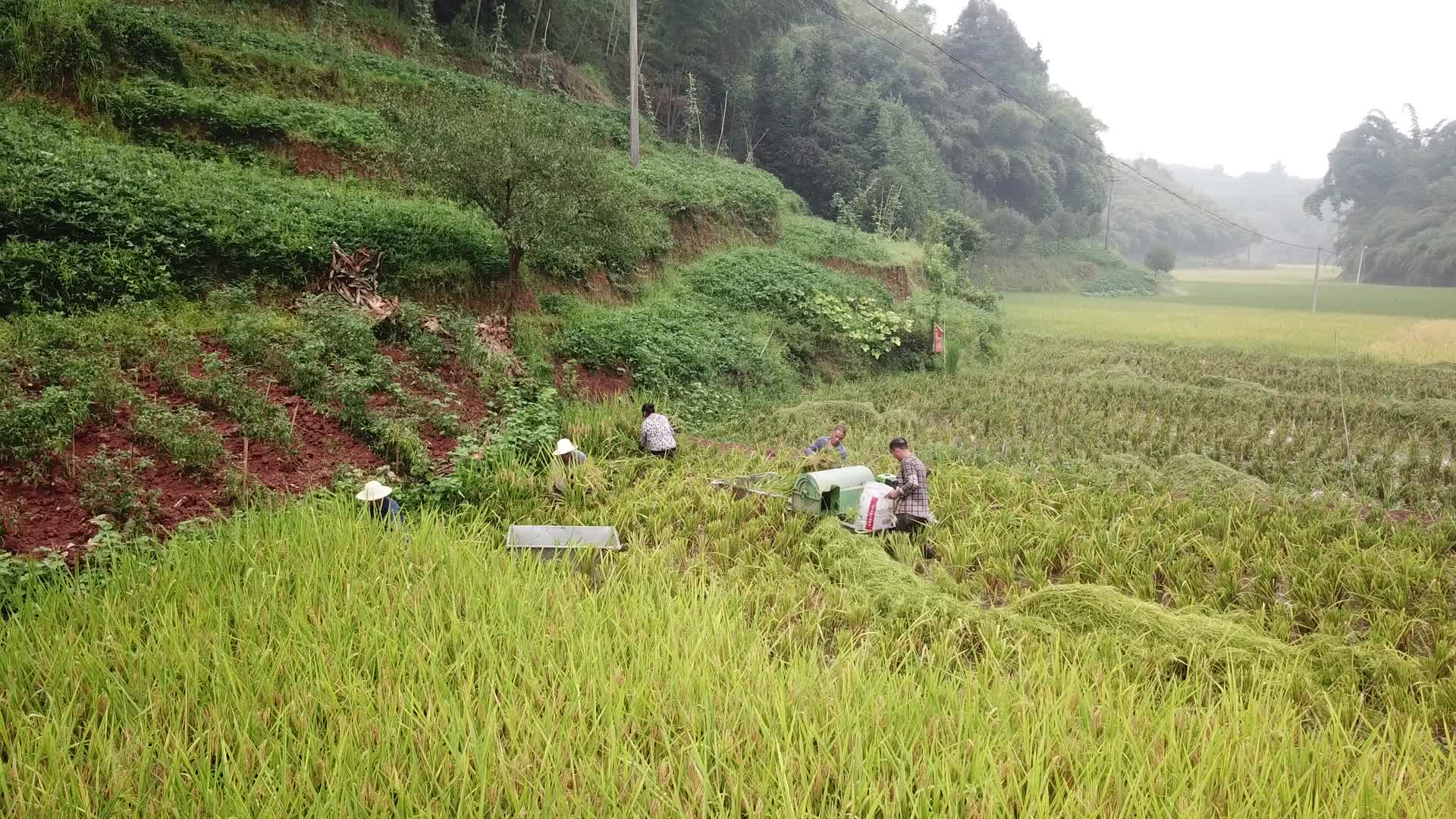 水稻丰收打谷子农村农场水稻稻田视频的预览图