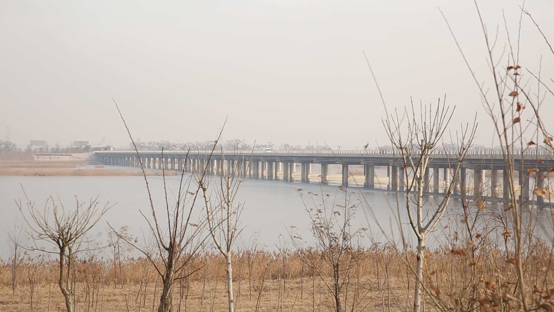 天津海河岸边芦苇荡野草视频的预览图