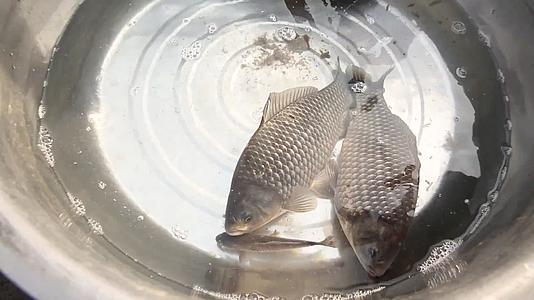 天津海河岸边卖鱼活鱼视频的预览图