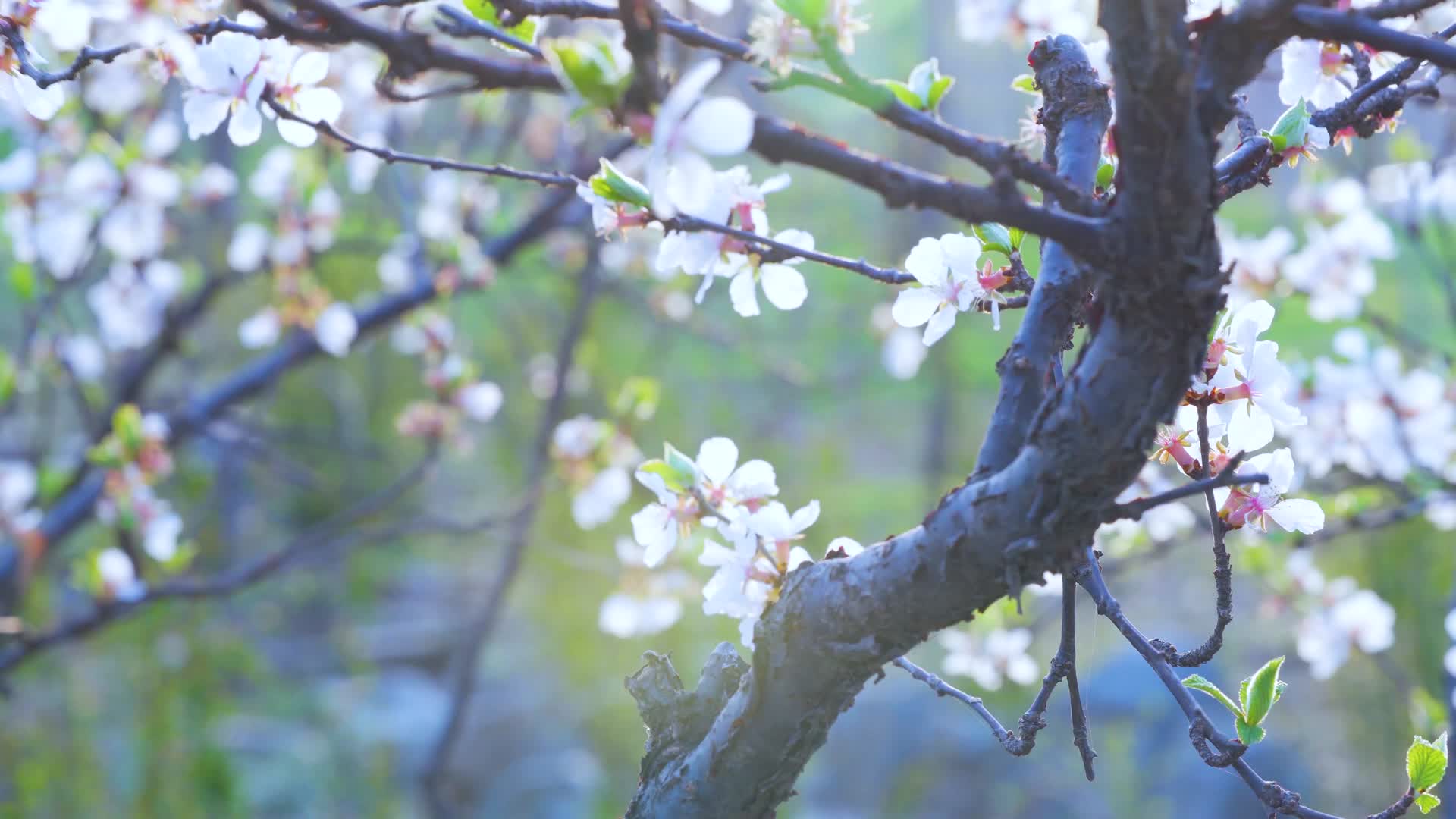 4k春天的花花苞视频的预览图