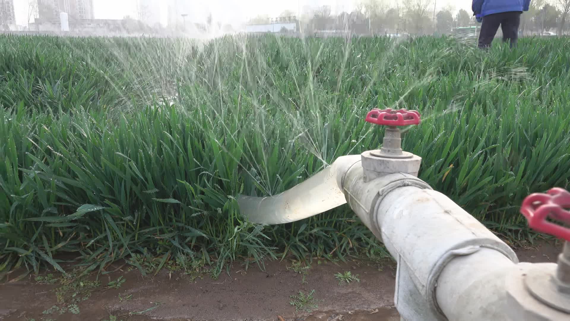 小麦灌溉视频的预览图