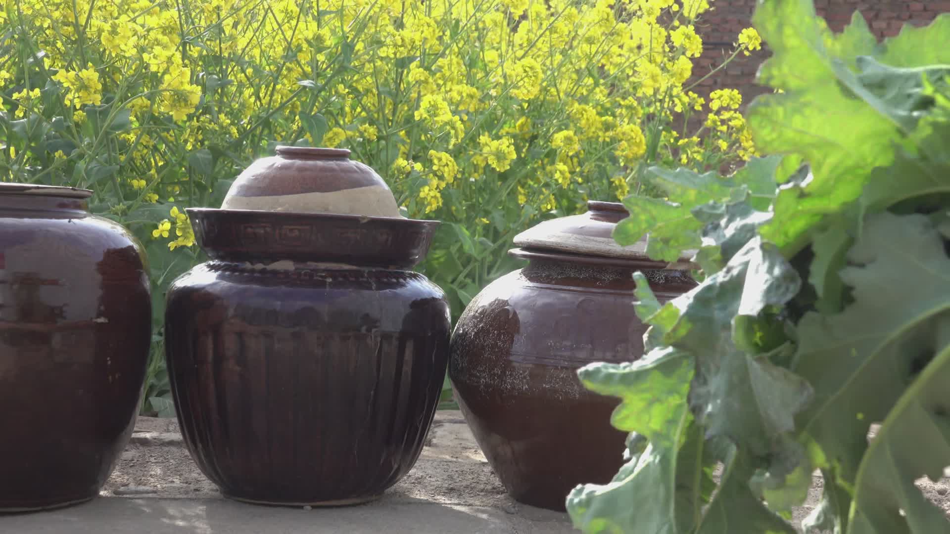 农家传统酸菜腌制视频的预览图