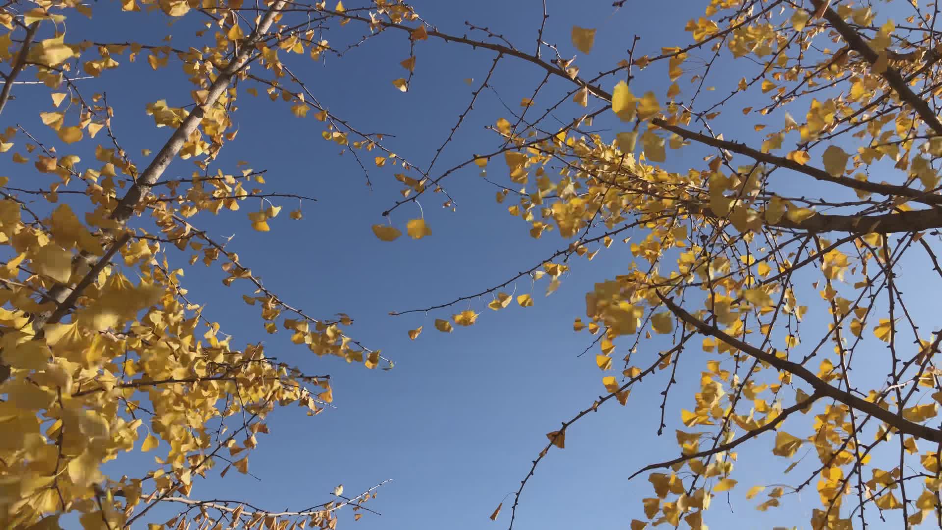 秋风蓝天银杏树叶视频的预览图