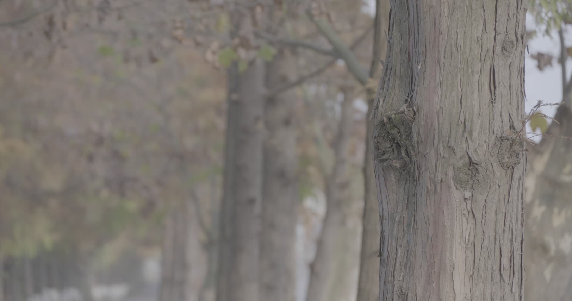 南京江宁杨柳村古建筑群秋天杉树4K实拍视频视频的预览图