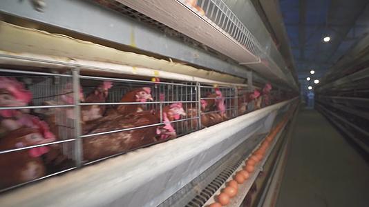 4K养鸡场养殖业公鸡母鸡繁蛋鸡蛋场景视频的预览图