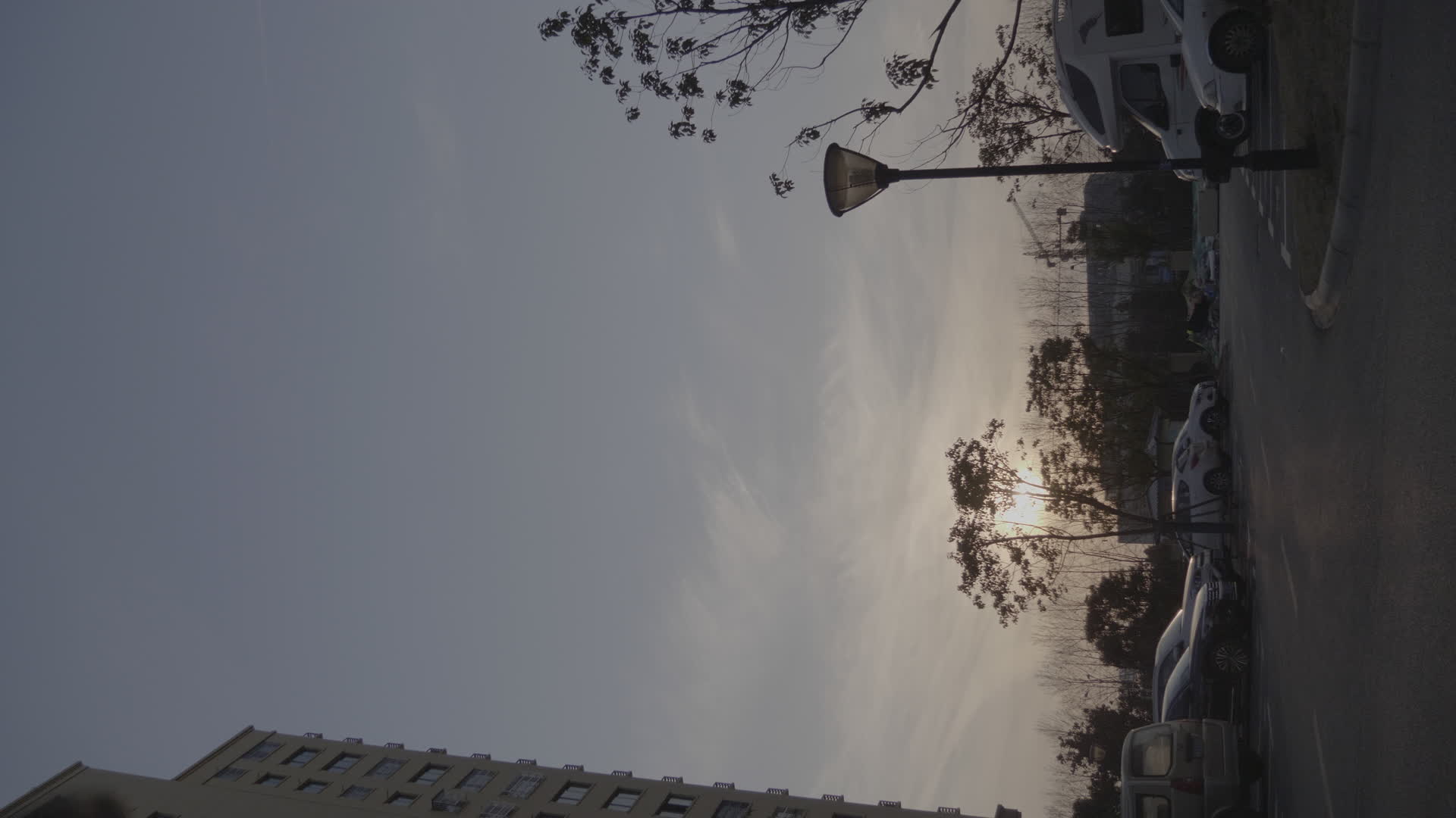 南京夕阳树木上升竖屏4K实拍视频视频的预览图