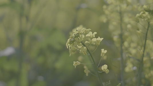 春天油菜花4K实拍视频视频的预览图
